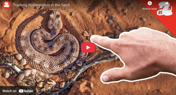 Tracking Rattlesnakes in the Sand